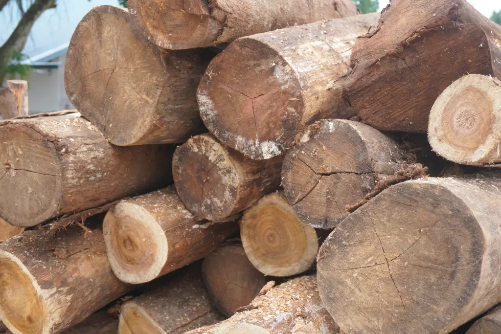 Cut ends of acacia logs showing growth rings