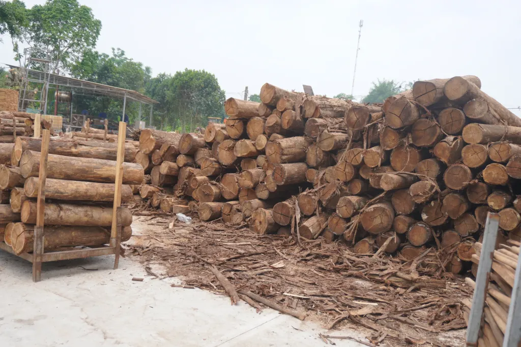 Large piles of acacia logs in the outdoor log yard