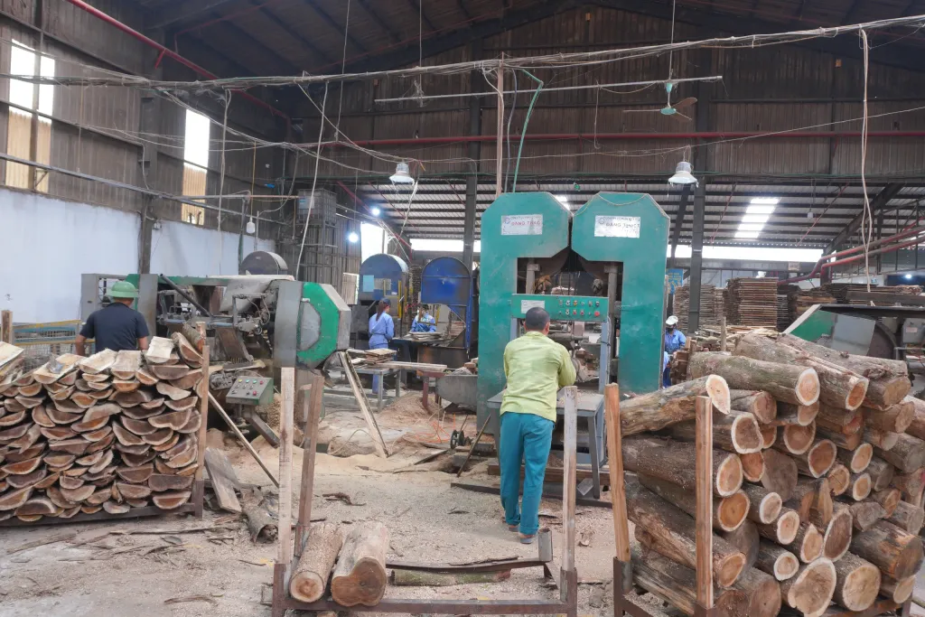 Workers operating a band saw to cut acacia logs