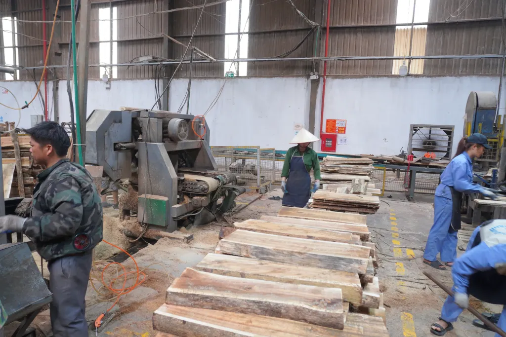 Các tấm gỗ keo mới xẻ được xếp cạnh dây chuyền cưa