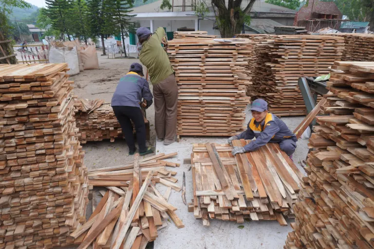 Workers sorting and stacking freshly sawn wood strips